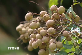 Nhãn Sơn Thủy, xã Nật Sơn dầy cùi, thơm ngọt, mẫu mã đẹp. (Ảnh: Thanh Hải/TTXVN)