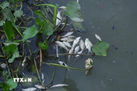 Nguồn nước trên rạch Tây Ninh bị ô nhiễm khiến cho cá chết hàng loạt. (Ảnh: Minh Phú/TTXVN)