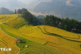 Mùa vàng ở vùng cao Mù Căng Chải. (Nguồn: TTXVN)