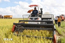 Sản xuất lúa gạo là điểm sáng trong quan hệ hợp tác nông nghiệp Việt Nam-Cuba. (Ảnh: Việt Hùng/TTXVN)