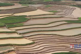 Ngắm nhìn vẻ đẹp ruộng bậc thang mùa nước đổ ở Cao Phạ