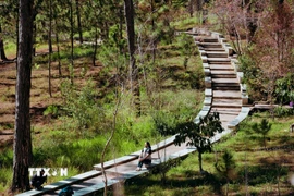 Khuôn viên rộng gần 40 hecta với cây xanh kín lối trong khuôn viên trường Đại học Đà Lạt (phường Lâm Viên-Đà Lạt, Lâm Đồng). (Ảnh: Nguyễn Dũng/TTXVN)