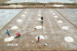 Giá muối sụt giảm từ 1500 đồng/kg đầu vụ xuống còn 1200 đồng/kg, điều này khiến cho diêm dân lo lắng. (Ảnh: TTXVN phát)