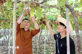 Du khách đến từ thành phố Hồ Chí Minh rất thích thú tham quan, trải nghiệm vườn nho chín trĩu quả ở thôn Thái An, xã Vĩnh Hải, tỉnh Khánh Hòa. (Ảnh: Công Thử/TTXVN)