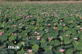 Vùng trồng sen ở xã Láng Biển, huyện Tháp Mười (Đồng Tháp). (Ảnh: Nguyễn Văn Trí/TTXVN)