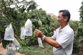 Áp dụng kỹ thuật bao trái xoài cát Hòa Lộc tại vùng chuyên canh huyện Cái Bè. (Ảnh: Minh Trí/TTXVN)