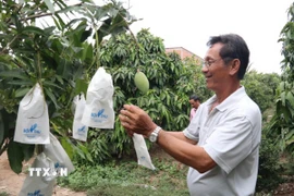 Áp dụng kỹ thuật bao trái xoài cát Hòa Lộc tại vùng chuyên canh huyện Cái Bè. (Ảnh: Minh Trí/TTXVN)