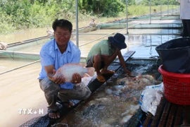 Nhờ ứng dụng công nghệ trong chăn nuôi nên gia đình ông Nguyễn Ngọc Thanh (xã Phú Hòa, tỉnh Đồng Nai) ổn định lượng cá nuôi quanh năm cung cấp ra thị trường. (Ảnh: Lê Xuân/TTXVN)