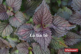 Những lợi ích không ngờ từ tía tô - cây gia vị quen thuộc trong vườn nhà
