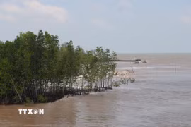 Đoạn rừng phòng hộ ven biển trên địa bàn xã Đất Mũi (tỉnh Cà Mau) bị sóng tác động mạnh. (Ảnh: Chanh Đa/TTXVN)