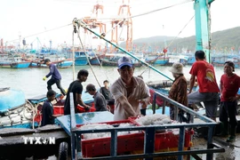 Ngư dân đưa hải sản lên bờ. (Ảnh: Đình Quân/TTXVN)