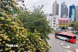 Hoa bún nở rộ tại nhiều tuyến đường ở Hong Kong (Trung Quốc). (Ảnh: Mạc Luyện/TTXVN)