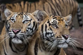 Hổ ở Khu bảo tồn tại huyện Mae Rim, Chiang Mai, Thái Lan. (Nguồn: Getty)