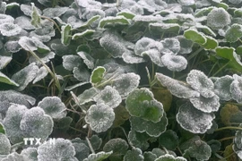 Nhiệt độ giảm sâu xuống dưới 0°C, có thời điểm xuống dưới âm 5°C, khiến băng giá xuất hiện dày đặc trên cây cối, thảm cỏ. (Ảnh: TTXVN phát)