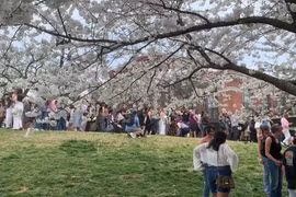 Mỹ: Chiêm ngưỡng vẻ đẹp quyến rũ của anh đào tại thủ đô Washington