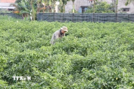 Trồng ớt xanh. (Ảnh: Phạm Cường/TTXVN)