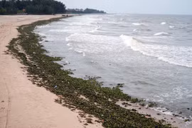 Lục bình kèm rác thải đại dương tràn vào dọc bãi biển Hồ Tràm (Thành phố Hồ Chí Minh). (Ảnh: Đoàn Mạnh Dương/TTXVN)