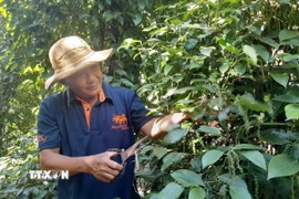 Ông Lê Văn Đen ở ấp Tân Hội, xã biên giới Tân Tiến, tỉnh Đồng Nai chăm sóc vườn tiêu. (Ảnh: K GỬIH/TTXVN)