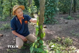 Gia đình ông Lê Văn Đen ở ấp Tân Hội, xã biên giới Tân Tiến, tỉnh Đồng Nai, chăm sóc vườn tiêu mới trồng theo hướng hữu cơ. (Ảnh: K GỬIH/TTXVN)