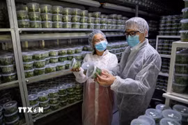 Thăm phòng thí nghiệm sản xuất giống cây trồng của một doanh nghiệp agritech Israel. (Ảnh: Vũ Hội/TTXVN)