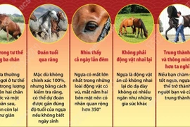 Những điều thú vị về loài ngựa