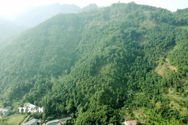 Diện tích trồng quế tại xã Thượng Long (Phú Thọ). (Ảnh: Tạ Toàn/TTXVN)