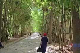 Một thoáng tre Việt Nam giữa lòng thủ đô Algiers của Algeria 