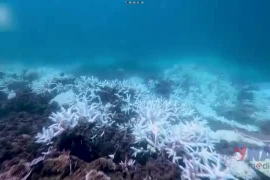 Các rạn san hô trên thế giới đang vượt qua giới hạn sinh tồn