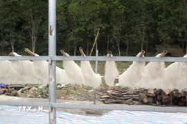 Phơi miến dong. (Nguồn: TTXVN)