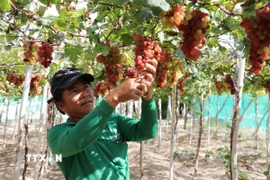 Nông dân xã Vĩnh Hải (Ninh Hải, Ninh Thuận) chăm sóc giống nho đỏ mới không hạt NH04-70 phục vụ thị trường Tết 2025. (Ảnh: Nguyễn Thành/TTXVN)