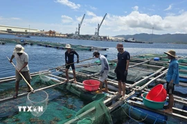 Người dân thu gom, phân loại tôm hùm xanh sau khi đưa từ lồng nuôi lên bờ. (Ảnh: Đặng Tuấn/TTXVN)