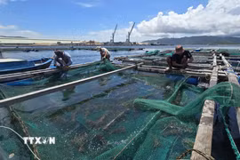 Anh Thiều Quang Khánh kiểm tra, gia cố hệ thống neo chằng lồng bè trước khi bão áp sát. (Ảnh: Đặng Tuấn/TTXVN)