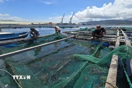 Anh Thiều Quang Khánh kiểm tra, gia cố hệ thống neo chằng lồng bè trước khi bão áp sát. (Ảnh: Đặng Tuấn/TTXVN)