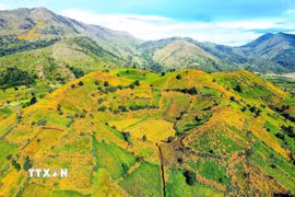 Tháng 11, núi lửa Chư Đang Ya (tỉnh Gia Lai) khoác lên tấm áo Dã quỳ vàng rực rỡ. (Ảnh: Quang Thái/TTXVN)