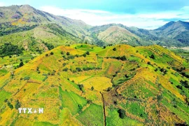 Tháng 11, núi lửa Chư Đang Ya (tỉnh Gia Lai) khoác lên tấm áo Dã quỳ vàng rực rỡ. (Ảnh: Quang Thái/TTXVN)