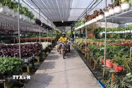 Vườn hoa cảnh tại Khu du lịch vui chơi miệt vườn Happy Land Hùng Thy, cơ sở đạt tiêu chuẩn du lịch OCOP 4 sao tỉnh Đồng Tháp. (Ảnh: Minh Hưng/TTXVN)