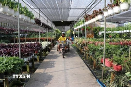 Vườn hoa cảnh tại Khu du lịch vui chơi miệt vườn Happy Land Hùng Thy, cơ sở đạt tiêu chuẩn du lịch OCOP 4 sao tỉnh Đồng Tháp. (Ảnh: Minh Hưng/TTXVN)