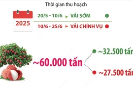 Hải Dương dự kiến thu hoạch 60.000 tấn vải trong năm 2025 