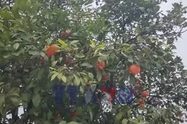 "Phố cam" độc lạ ở tỉnh Blida của Algeria
