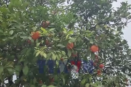 "Phố cam" độc lạ ở tỉnh Blida của Algeria