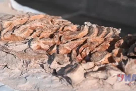 Peru công bố hóa thạch cá heo tiền sử, niên đại từ 8 đến 12 triệu năm trước