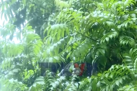 Từ nay đến Tết Nguyên đán 2026 còn bao nhiêu đợt không khí lạnh?