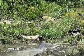 Xác lợn bị vứt tại khu vực suối Hội Phú, phường Hội Phú, tỉnh Gia Lai. (Ảnh: Hồng Điệp/TTXVN)