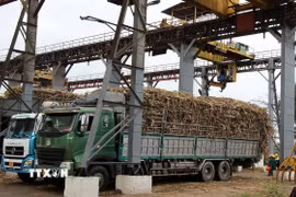 Nhà máy đường KCP (huyện Sơn Hòa, tỉnh Phú Yên) thu mua mía nguyên liệu của người dân để chế biến. (Ảnh: Tường Quân/TTXVN)