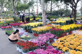Để đáp ứng nhu cầu sắm Tết đa dạng của người dân, các nhà vườn đã chuẩn bị hàng chục chủng loại hoa bày bán. (Ảnh: Trung Kiên/TTXVN)