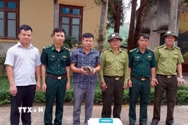Tiếp nhận cá thể Tê tê java từ Ủy ban Nhân dân xã Thượng Trạch. (Ảnh: TTXVN phát)