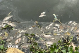 á chết hàng loạt trên kênh Nhiêu Lộc-Thị Nghè sau đợt mưa đầu mùa. (Ảnh: Hồng Giang/TTXVN)