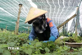 Thu hoạch rau diếp cá. (Ảnh: Đinh Hương/TTXVN)