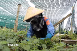 Thu hoạch rau diếp cá. (Ảnh: Đinh Hương/TTXVN)
