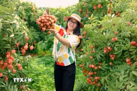 Du khách tham quan, trải nghiệm tại vườn vải. (Ảnh: TTXVN phát)